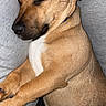 Ollie joined the competition — help win amazing prizes! dog, sleeping, brown, pet, canine, relaxed, nap, closeup, fur, domestic_animal, animal, resting, indoor, companion, cute, mammal, quiet, peaceful, couch, collar
