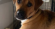 Ollie joined the competition — help win amazing prizes! dog, brown_dog, pet, indoor, window, blinds, crate, pillow, floor, fur, animal, curious, resting, looking, light, cozy, home, portrait, mammal, companion