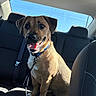 Ollie joined the competition — help win amazing prizes! dog, canine, pet, car_interior, backseat, collar, leash, sunlight, happy, panting, seated, domestic_animal, transportation, vehicle, window, shadow, fur, ears, mouth_open, bright