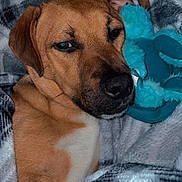 Ollie is registered to the contest to win money with this photo: dog, blanket, plaid, brown_dog, toy, plush_toy, cozy, sleepy, indoor, pet, snuggling, cute, fur, face, resting, comfort, animal, mammal, lying_down, relaxed