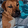 Ollie is registered to the contest to win money with this photo: dog, blanket, plaid, brown_dog, toy, plush_toy, cozy, sleepy, indoor, pet, snuggling, cute, fur, face, resting, comfort, animal, mammal, lying_down, relaxed