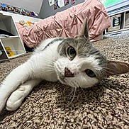 Maggie is registered to the contest to win money with this photo: bed, bedroom, blanket, carpet, cat, close_up, cozy, curious, feline, floor, furniture, green_eyes, indoor, paw, pet, portrait, shelf, toy, whiskers, window
