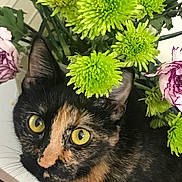 Azizi is registered to the contest to win money with this photo: cat, tortoiseshell, flower, green_flower, yellow_eyes, pet, animal, close_up, indoor, plant, leaf, cute, whiskers, face, fur, nature, curious, eye_contact, colorful, domestic_cat