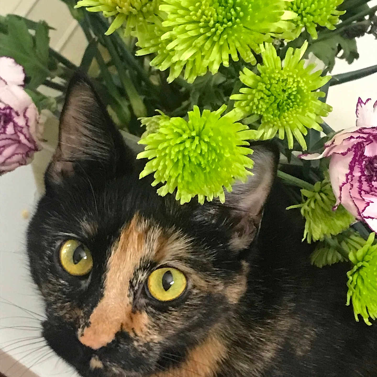 Azizi is registered to the contest to win money with this photo: cat, tortoiseshell, flower, green_flower, yellow_eyes, pet, animal, close_up, indoor, plant, leaf, cute, whiskers, face, fur, nature, curious, eye_contact, colorful, domestic_cat
