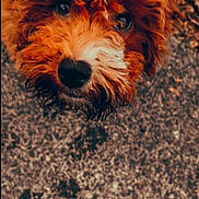 Maverin joined the competition — help win amazing prizes! adorable, brown_fur, close_up, collar, curly_fur, cute, dog, eyes, fluffy, ground, looking_up, muzzle, nose, outdoor, pavement, pet, portrait, puppy, whiskers, white_muzzle