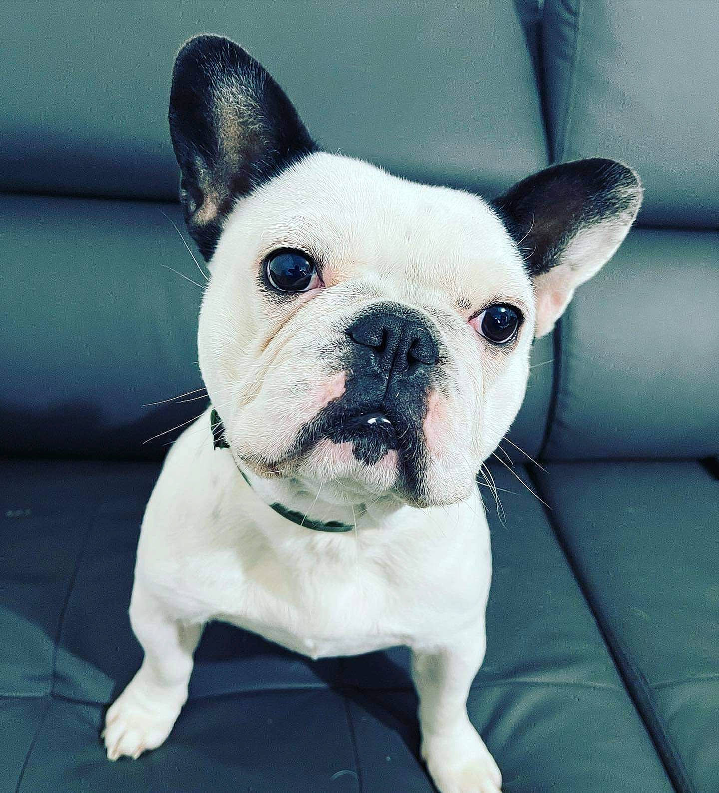 Ruby participe au concours pour gagner de l'argent avec cette photo : beauty, bulldog, canidae, carnivore, close_up, comfort, companion_dog, dog, dog_breed, dog_collar, ear, electric_blue, fawn, non_sporting_group, snout, sporting_group, terrestrial_animal, toy_dog, whiskers, working_animal