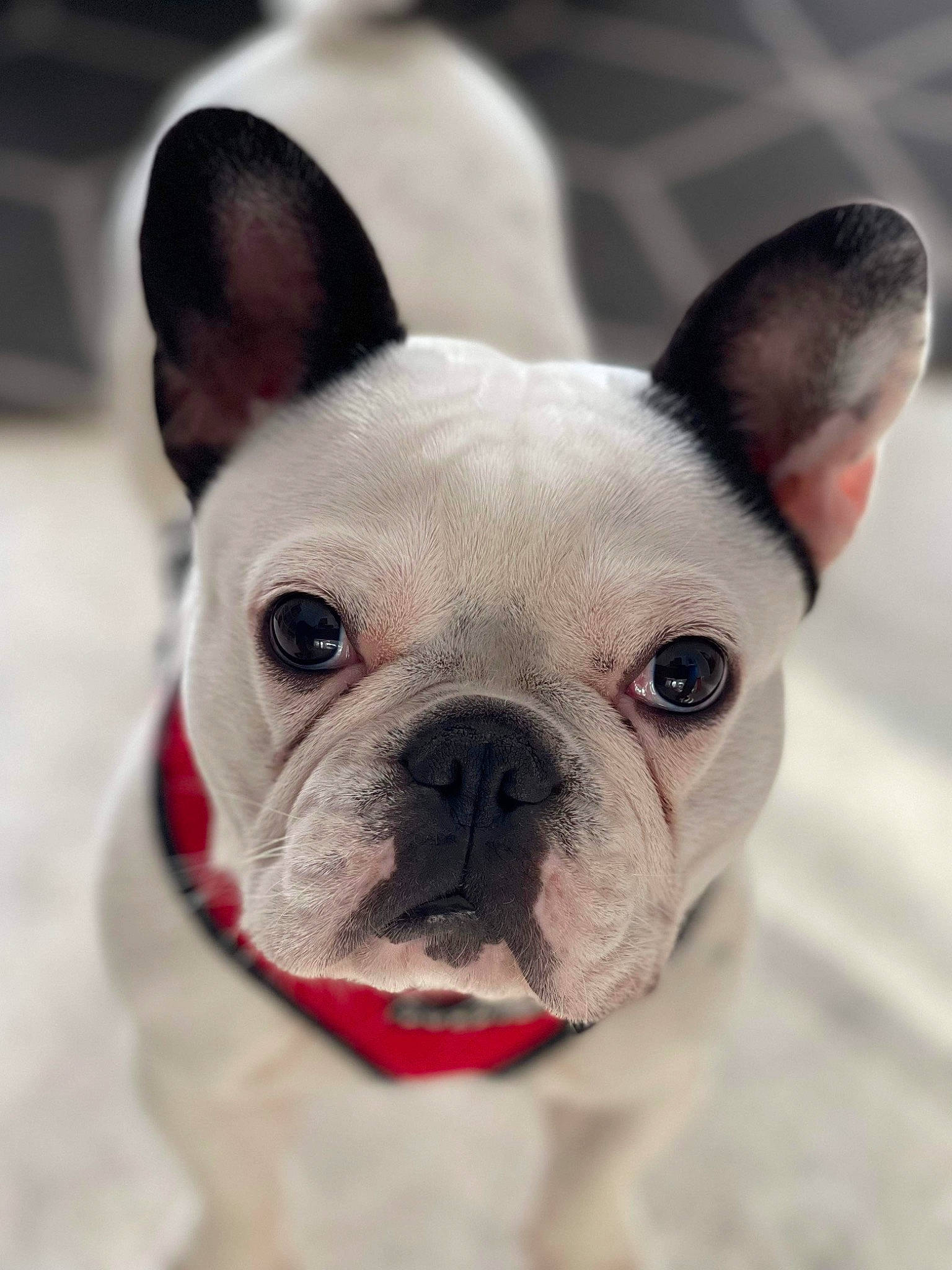 Ruby participe au concours pour gagner de l'argent avec cette photo : beauty, bulldog, canidae, carnivore, close_up, comfort, companion_dog, dog, dog_breed, ear, fawn, grass, non_sporting_group, photograph, snout, terrestrial_animal, toy_dog, whiskers, working_animal, wrinkle