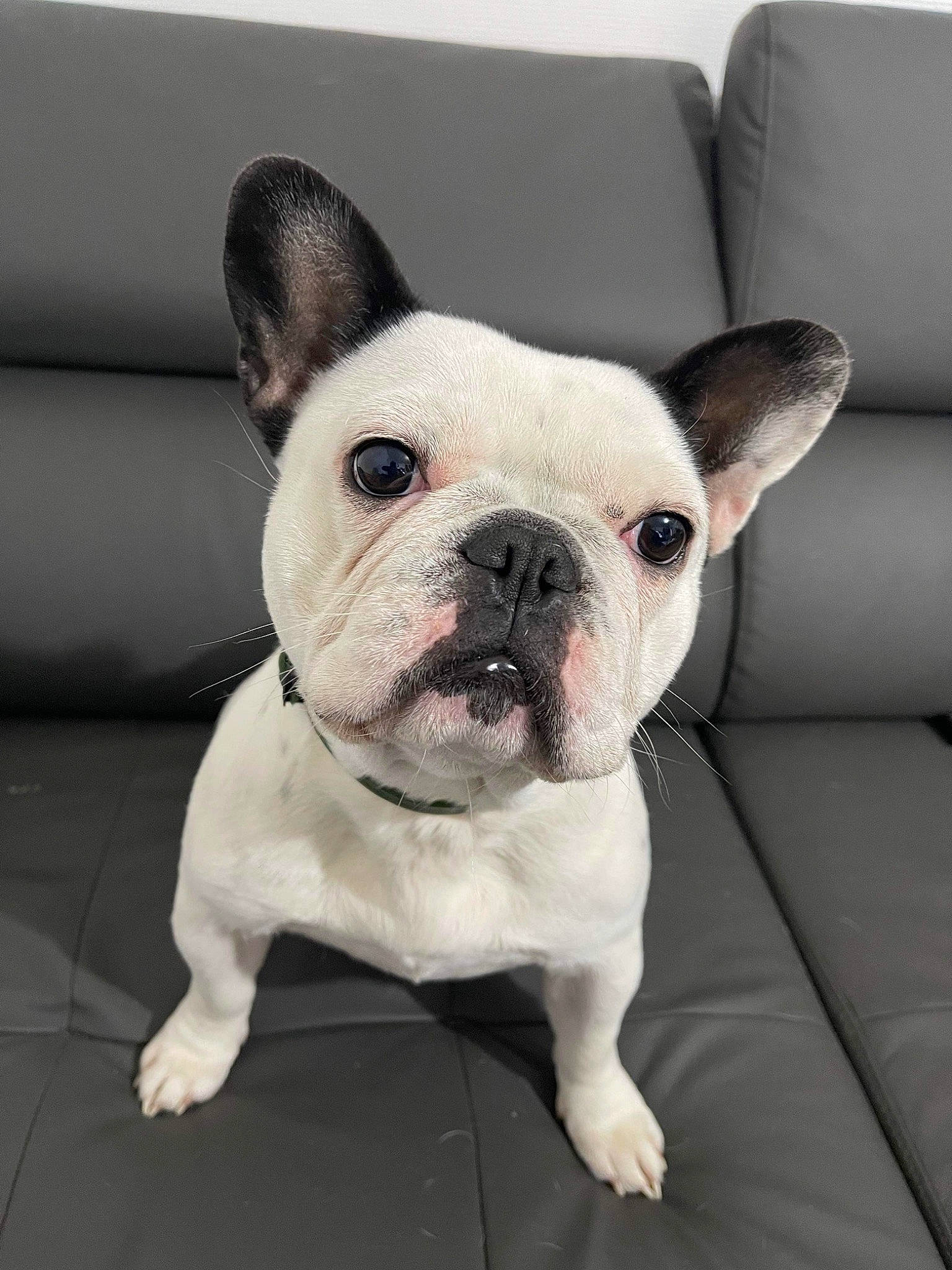 Ruby a rejoint le concours — aidez-le/la à gagner de superbes lots ! beauty, bulldog, canidae, carnivore, close_up, comfort, companion_dog, dog, dog_breed, ear, fawn, fur, head, non_sporting_group, snout, sporting_group, terrestrial_animal, toy_dog, whiskers, working_animal