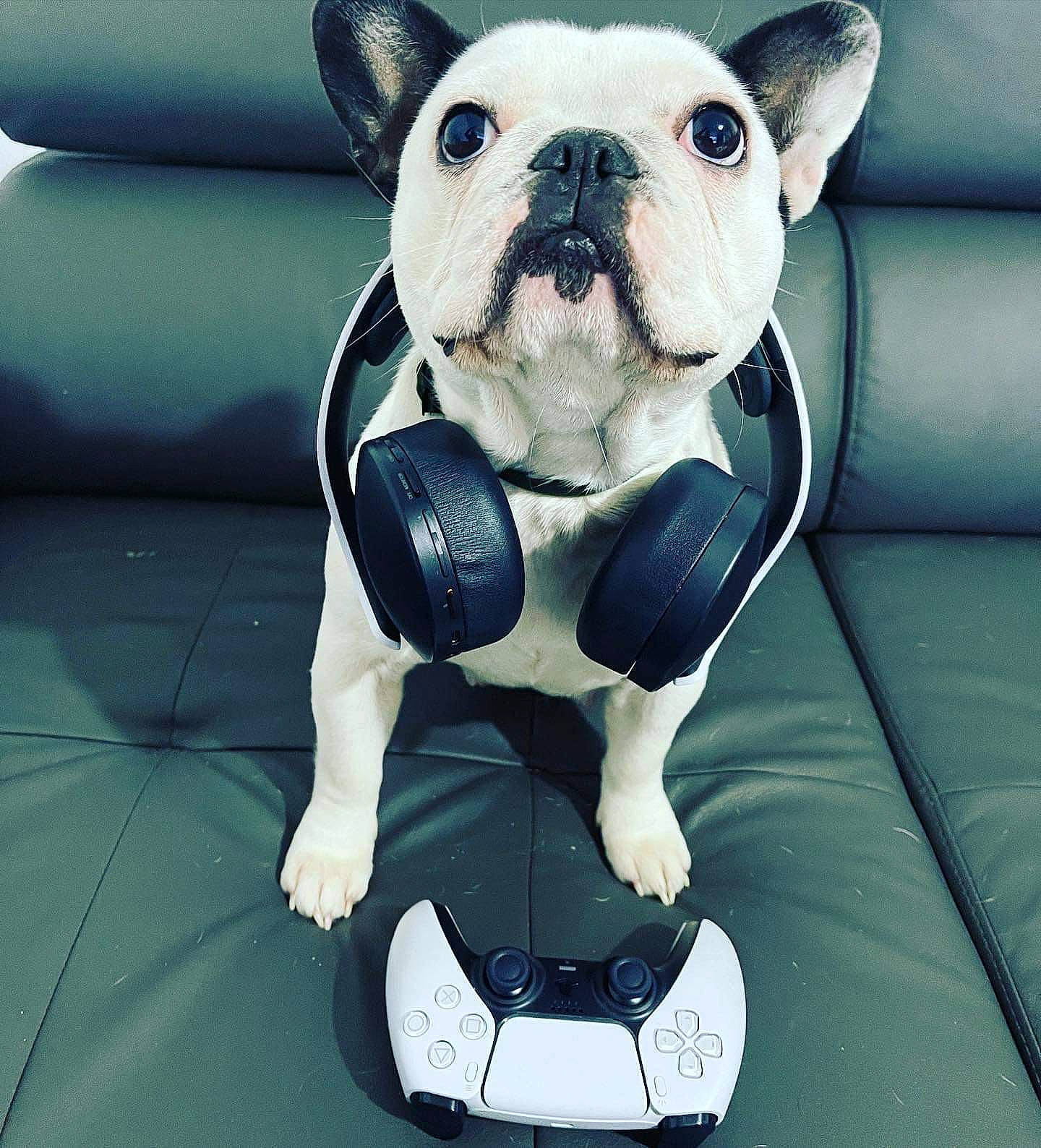 Ruby a rejoint le concours — aidez-le/la à gagner de superbes lots ! audio_equipment, boston_terrier, bulldog, carnivore, comfort, companion_dog, dog, dog_breed, dog_supply, fawn, french_bulldog, head, headphones, snout, sporting_group, terrestrial_animal, toy_dog, whiskers, white, working_animal