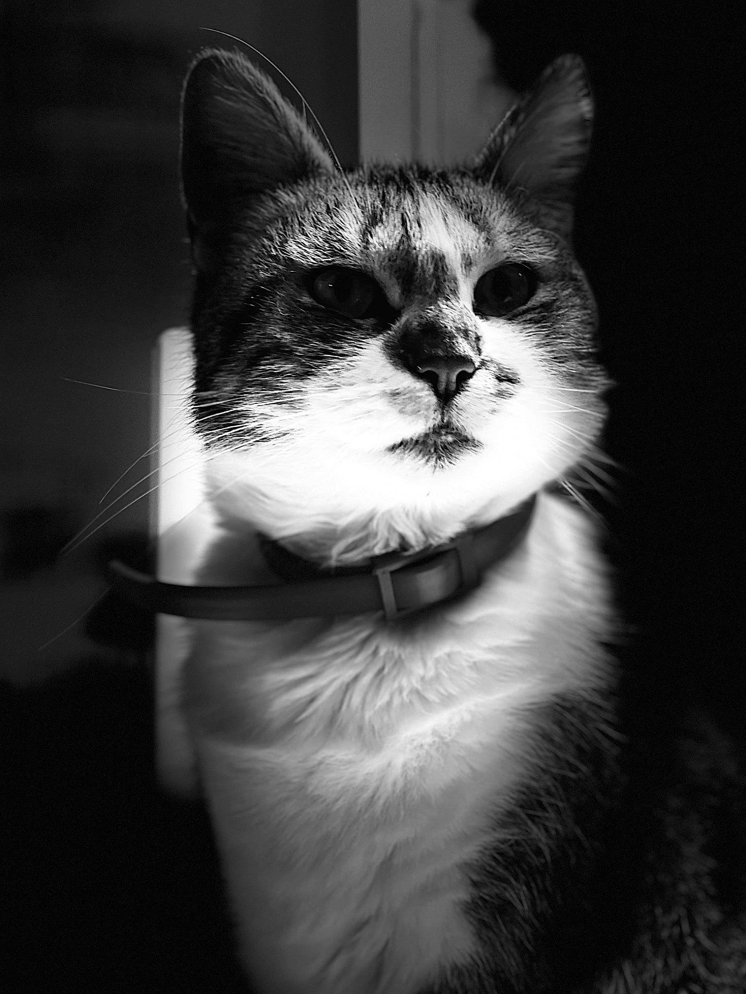 Nala participe au concours pour gagner de l'argent avec cette photo : black_and_white, carnivore, cat, darkness, domestic_short_haired_cat, felidae, flash_photography, fur, human_body, monochrome, monochrome_photography, night, paw, small_to_medium_sized_cats, snout, still_life_photography, style, tree, whiskers, window
