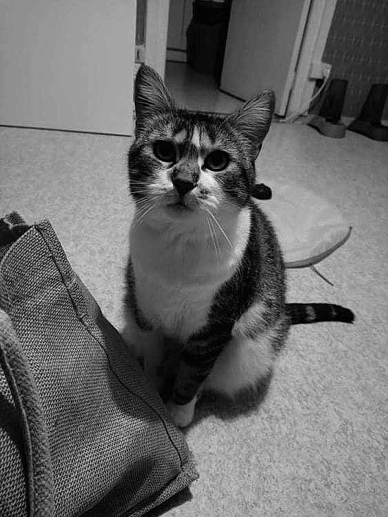 Nala a rejoint le concours — aidez-le/la à gagner de superbes lots ! black_and_white, carnivore, cat, comfort, domestic_short_haired_cat, felidae, floor, flooring, grey, human_leg, mammal, monochrome, monochrome_photography, paw, small_to_medium_sized_cats, snout, style, tail, vertebrate, whiskers