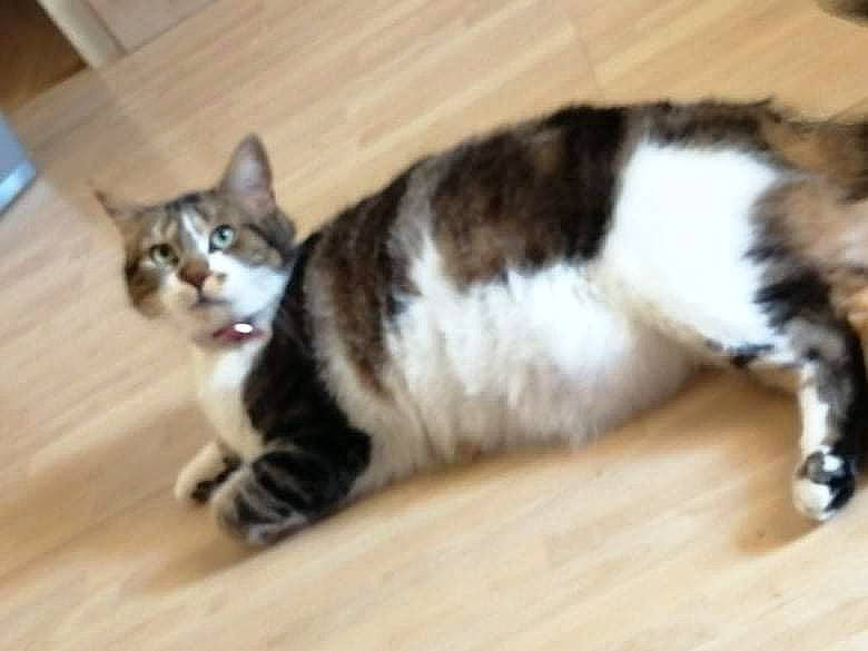 Nala a rejoint le concours — aidez-le/la à gagner de superbes lots ! carnivore, cat, claw, comfort, domestic_short_haired_cat, felidae, flooring, fur, hardwood, laminate_flooring, paw, small_to_medium_sized_cats, snout, tail, varnish, whiskers, wood, wood_flooring, wood_stain