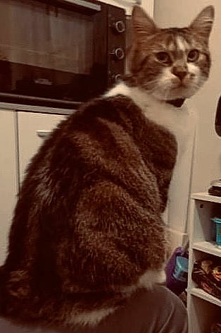 Nala a rejoint le concours — aidez-le/la à gagner de superbes lots ! bookcase, box, carnivore, cat, domestic_short_haired_cat, felidae, fur, grey, monochrome, monochrome_photography, paw, shelf, shelving, small_to_medium_sized_cats, tail, television, whiskers