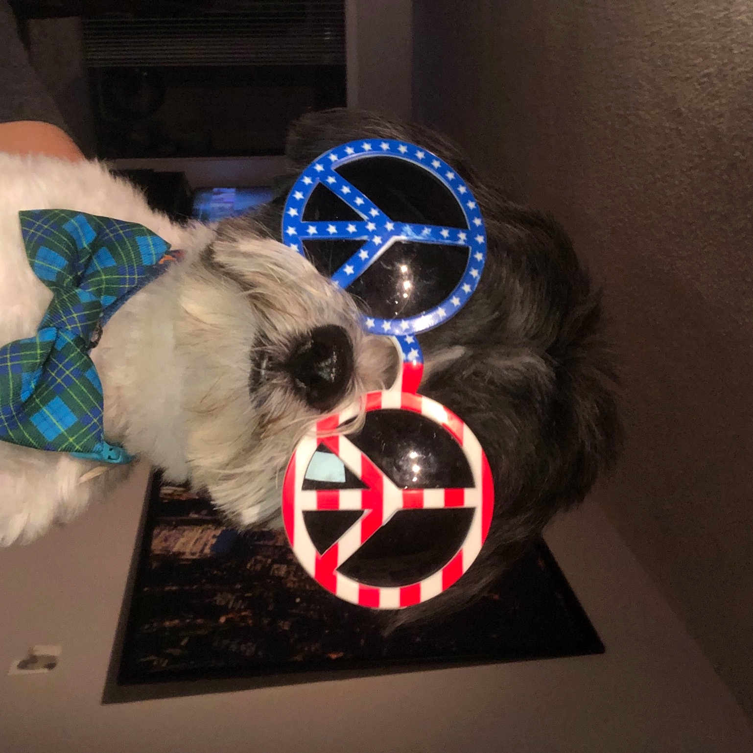 Oreo is registered to the contest to win money with this photo: bracelet, carnivore, circle, companion_dog, dog, dog_breed, dog_collar, electric_blue, event, eyewear, fashion_accessory, font, fur, graphics, jewellery, logo, pattern, symbol, tie, wrist