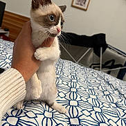 Tuna joined the competition — help win amazing prizes! kitten, cat, hand, bed, blue, white, pattern, furniture, indoor, pet, animal, young, cute, portrait, closeup, person, holding, whiskers, eyes, cozy