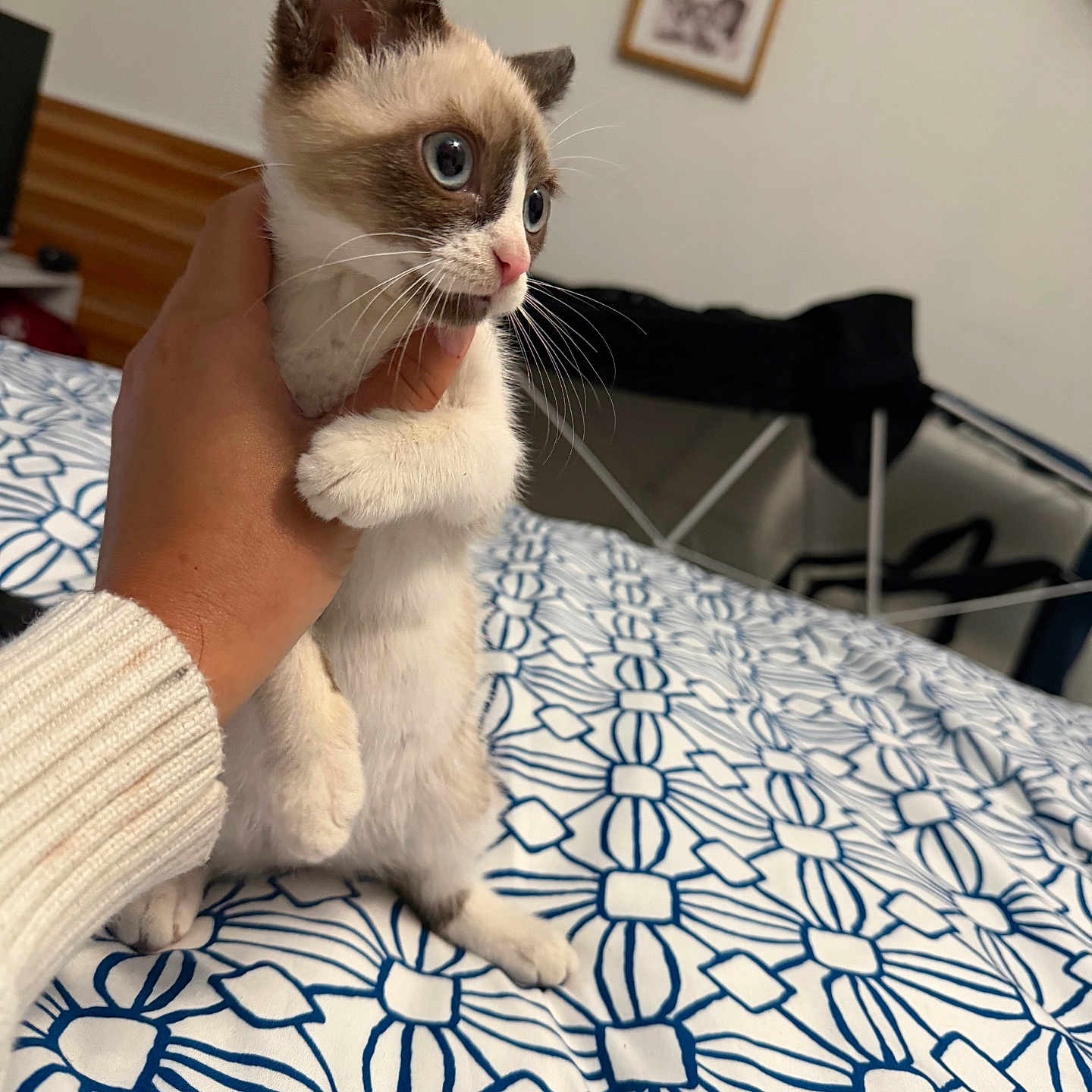 Tuna joined the competition — help win amazing prizes! kitten, cat, hand, bed, blue, white, pattern, furniture, indoor, pet, animal, young, cute, portrait, closeup, person, holding, whiskers, eyes, cozy