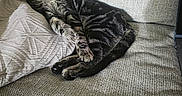 Kiwi joined the competition — help win amazing prizes! animal, cat, couch, cozy, cute, furniture, gray, home, indoor, light, pet, pillow, relaxing, resting, shadow, sleeping, striped, tabby_cat, texture, whiskers