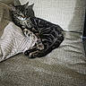 animal, cat, couch, cozy, cute, furniture, gray, home, indoor, light, pet, pillow, relaxing, resting, shadow, sleeping, striped, tabby_cat, texture, whiskers