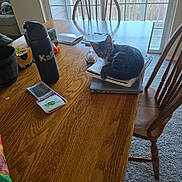 Kiwi joined the competition — help win amazing prizes! cards, carpet, chair, cozy, curious, furniture, home, indoor, kitten, laptop, natural_light, notebook, pet, relaxing, sliding_door, stationery, table, water_bottle, window, wooden