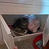 Kiwi is registered to the contest to win money with this photo: animal, blanket, cabinet, carpet, cat, clothing, comfort, cozy, curious, drawer, feline, fur, hiding, home, indoor, pet, resting, soft, storage, tabby