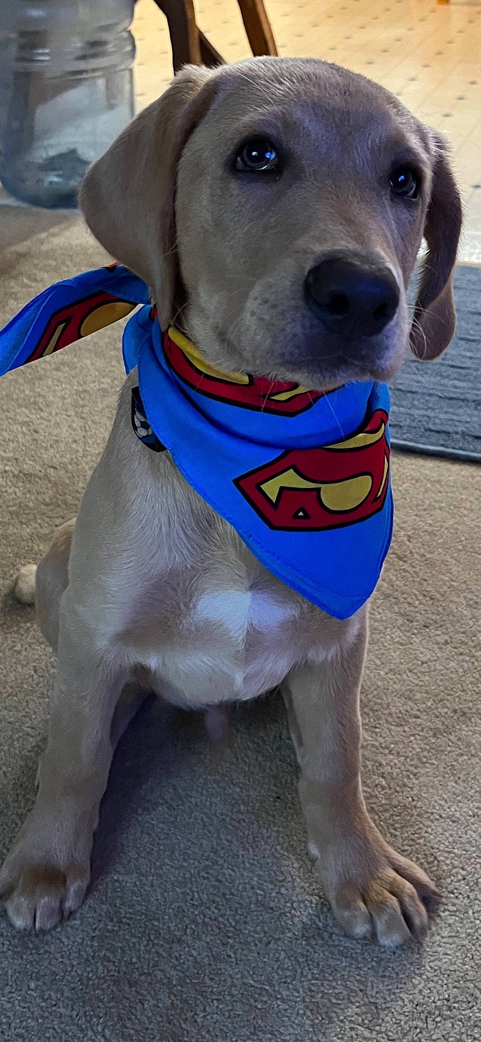 Axel is registered to the contest to win money with this photo: blue, canidae, carnivore, collar, companion_dog, dog, dog_breed, dog_clothes, dog_collar, dog_supply, electric_blue, fashion_accessory, fawn, pet_supply, snout, sporting_group, tail, water, whiskers, working_animal