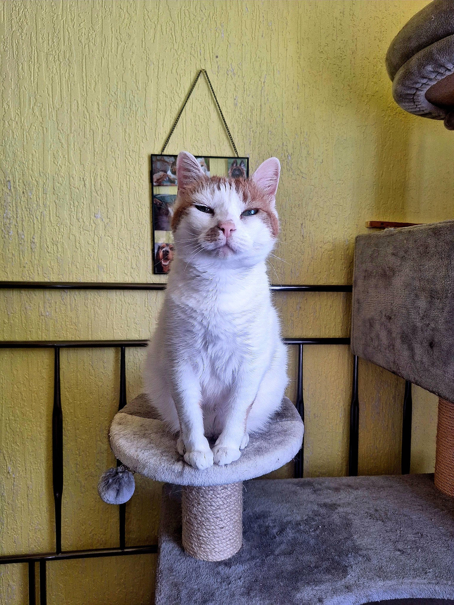 Jaffa joined the competition — help win amazing prizes! carnivore, cat, cat_furniture, cat_supply, domestic_short_haired_cat, fawn, felidae, fur, paw, pet_supply, rectangle, room, sitting, small_to_medium_sized_cats, tail, whiskers, wood