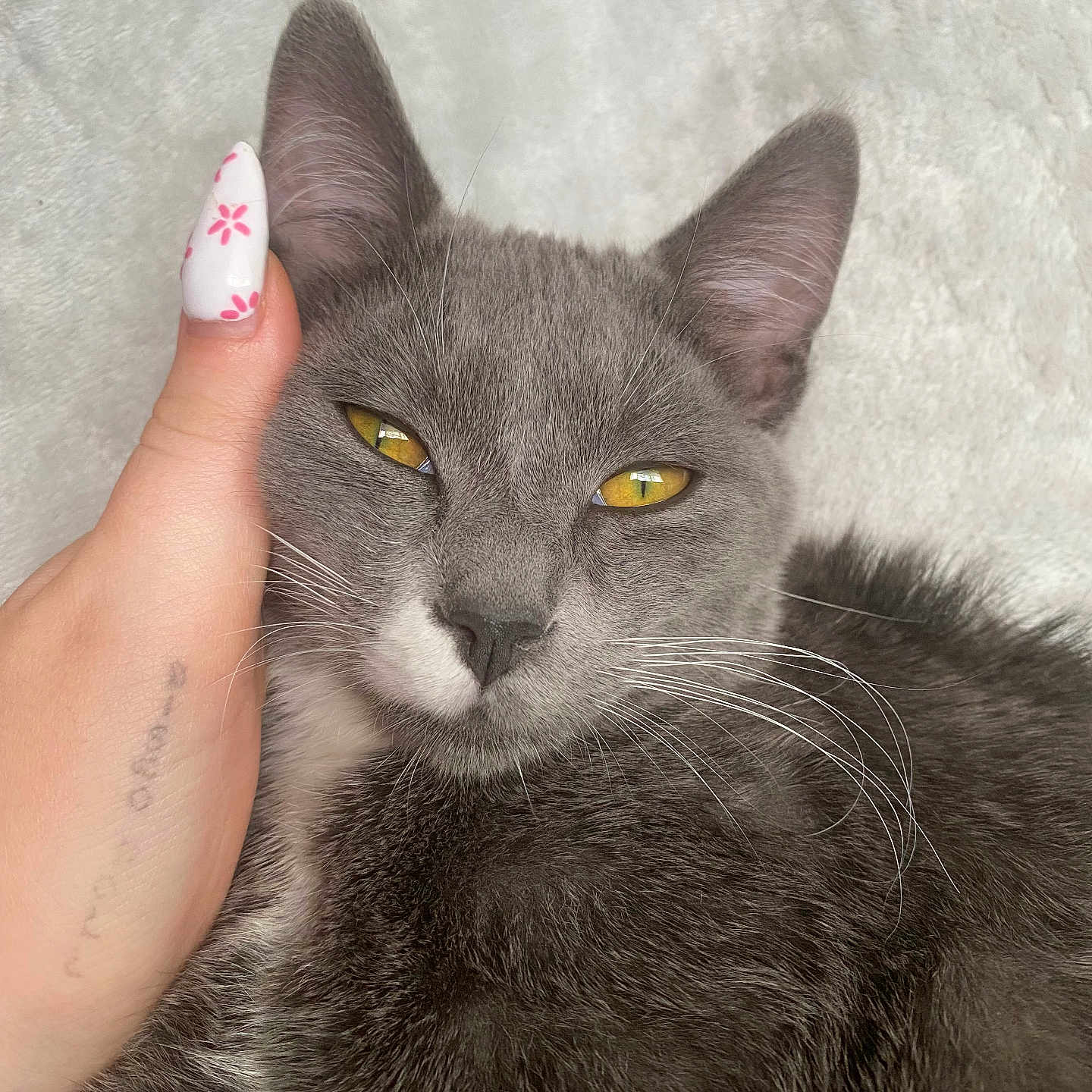 Faye Valentine joined the competition — help win amazing prizes! animal, cat, close_up, comfort, cute, domestic_animal, ear, feline, flower_pattern, fur, gray_cat, hand, nail_art, pet, portrait, relaxed, resting, soft_texture, whiskers, yellow_eyes