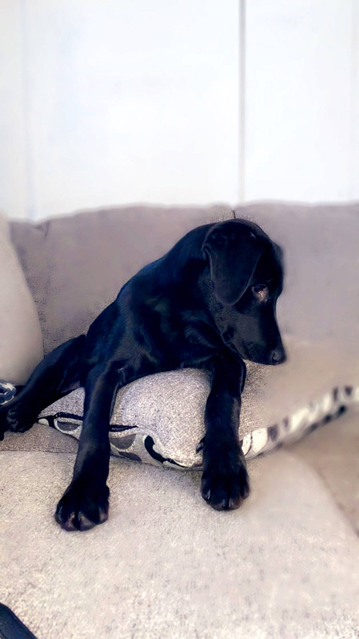 Midnight joined the competition — help win amazing prizes! borador, canidae, carnivore, claw, comfort, companion_dog, dog, dog_breed, electric_blue, fur, gun_dog, liver, non_sporting_group, pet_supply, retriever, sitting, sporting_group, tail, terrestrial_animal, working_animal