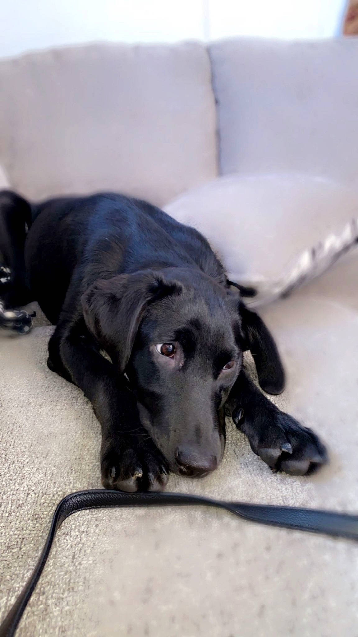 Midnight joined the competition — help win amazing prizes! borador, canidae, carnivore, collar, companion_dog, dog, dog_breed, dog_collar, fur, guard_dog, gun_dog, kitchen_utensil, pet_supply, retriever, snout, sporting_group, tail, terrestrial_animal, whiskers, working_animal