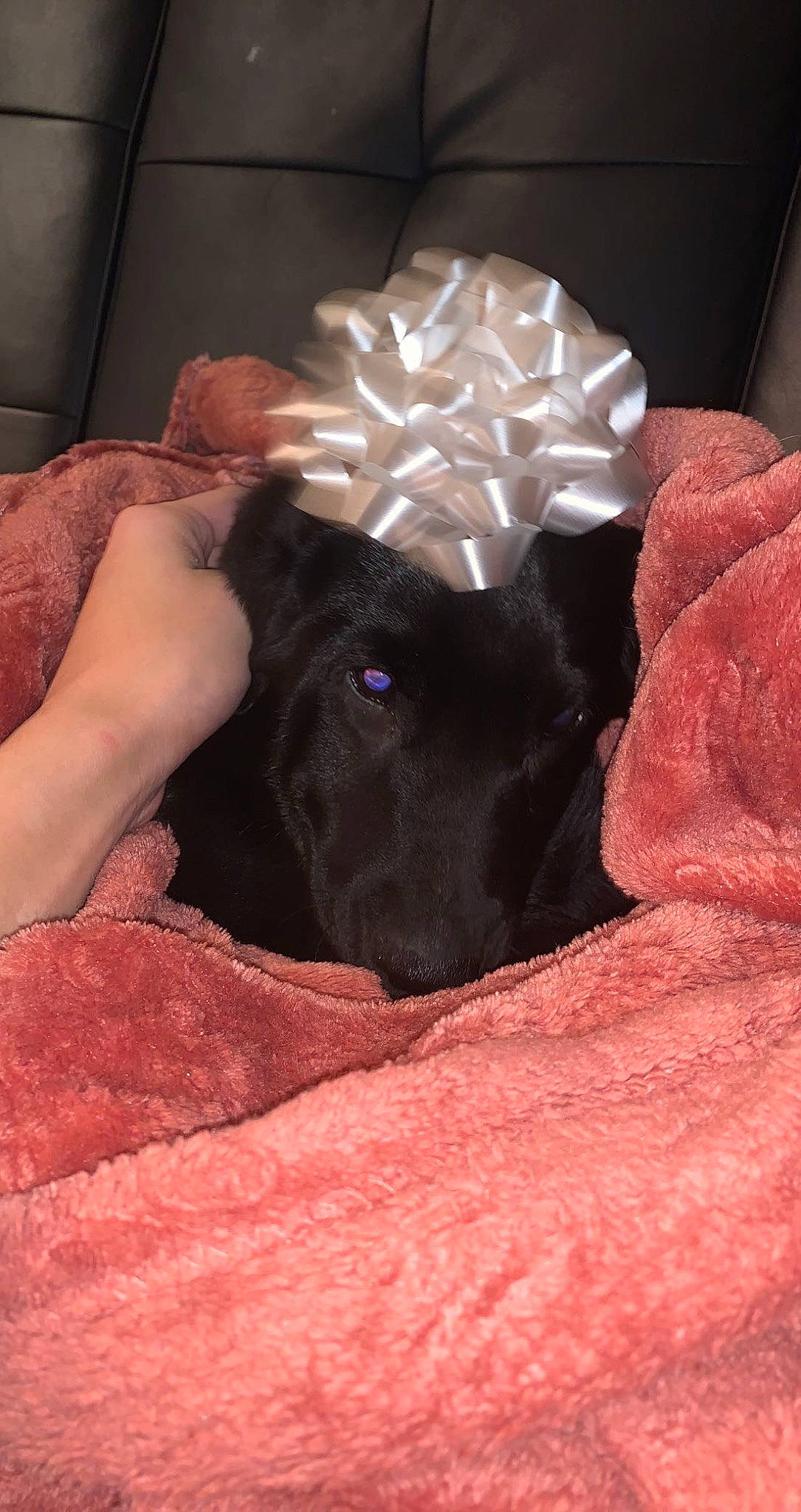 Midnight is registered to the contest to win money with this photo: bed, canidae, carnivore, comfort, companion_dog, dog, dog_breed, fawn, felidae, finger, fur, gesture, magenta, nail, pink, small_to_medium_sized_cats, sporting_group, whiskers, working_animal, wrist