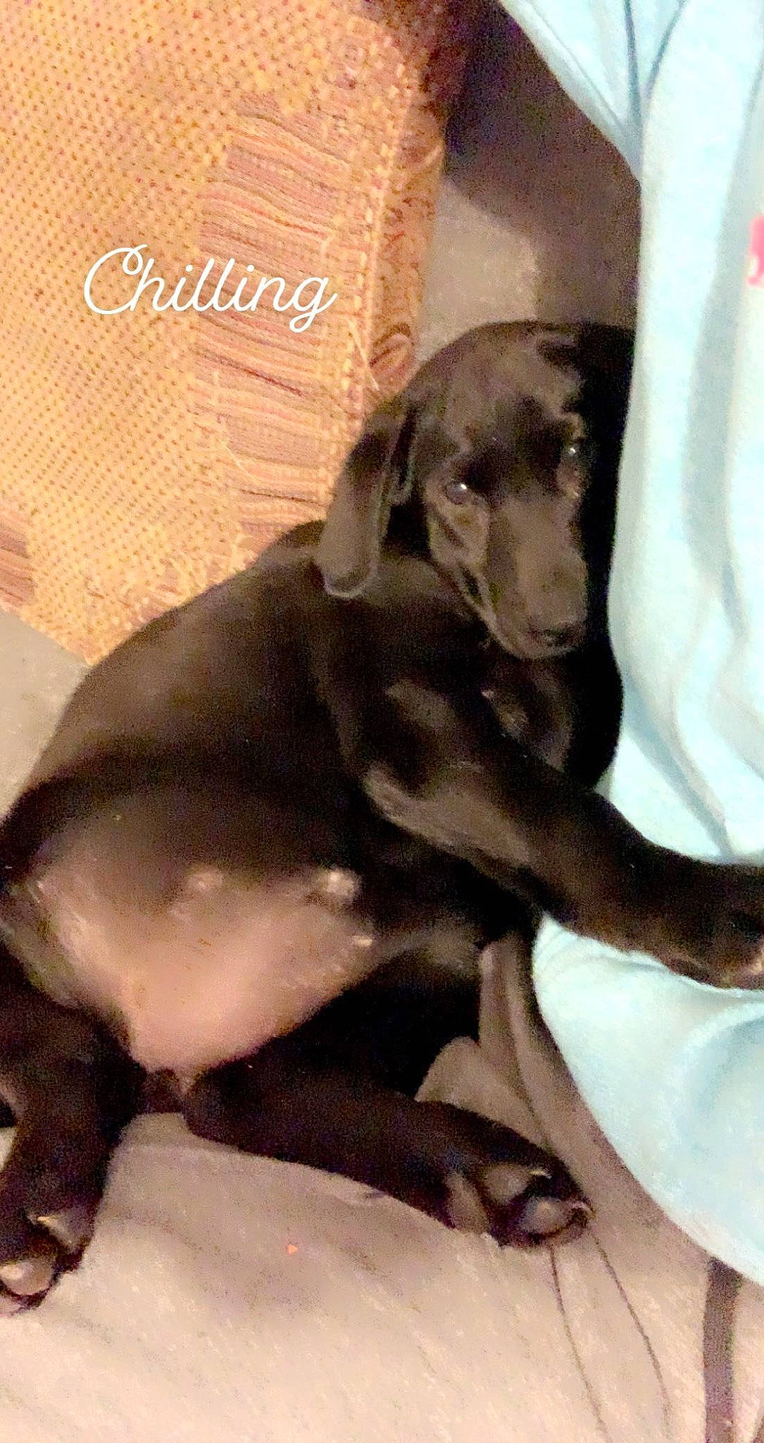 Midnight joined the competition — help win amazing prizes! canidae, carnivore, comfort, companion_dog, dog, dog_breed, ear, fawn, fur, hunting_dog, liver, metal, non_sporting_group, paw, snout, sporting_group, tail, terrestrial_animal, whiskers, working_animal