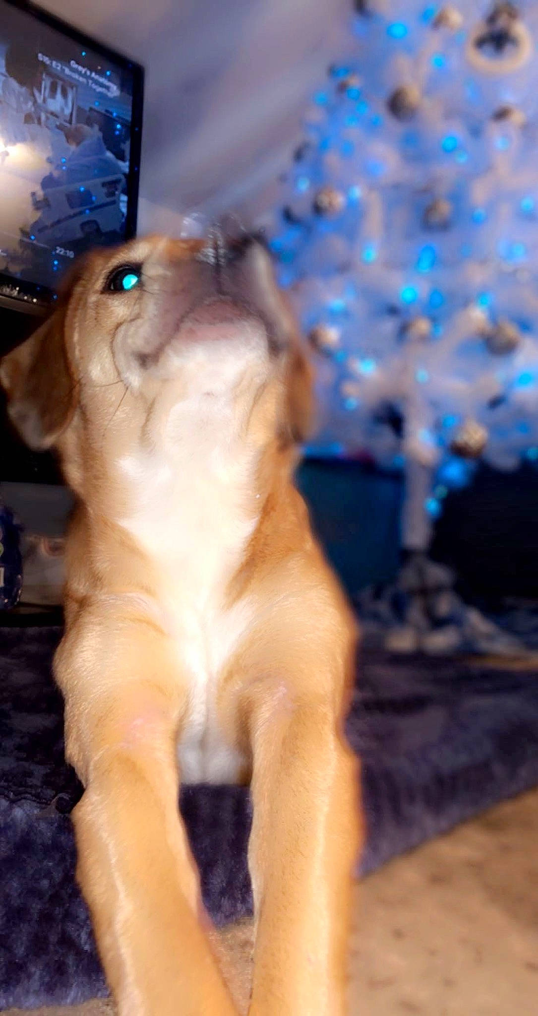 Lou is registered to the contest to win money with this photo: blue, canidae, carnivore, cat, christmas, christmas_tree, claw, companion_dog, dog_breed, electric_blue, event, fawn, felidae, fur, paw, small_to_medium_sized_cats, sporting_group, tail, whiskers, winter