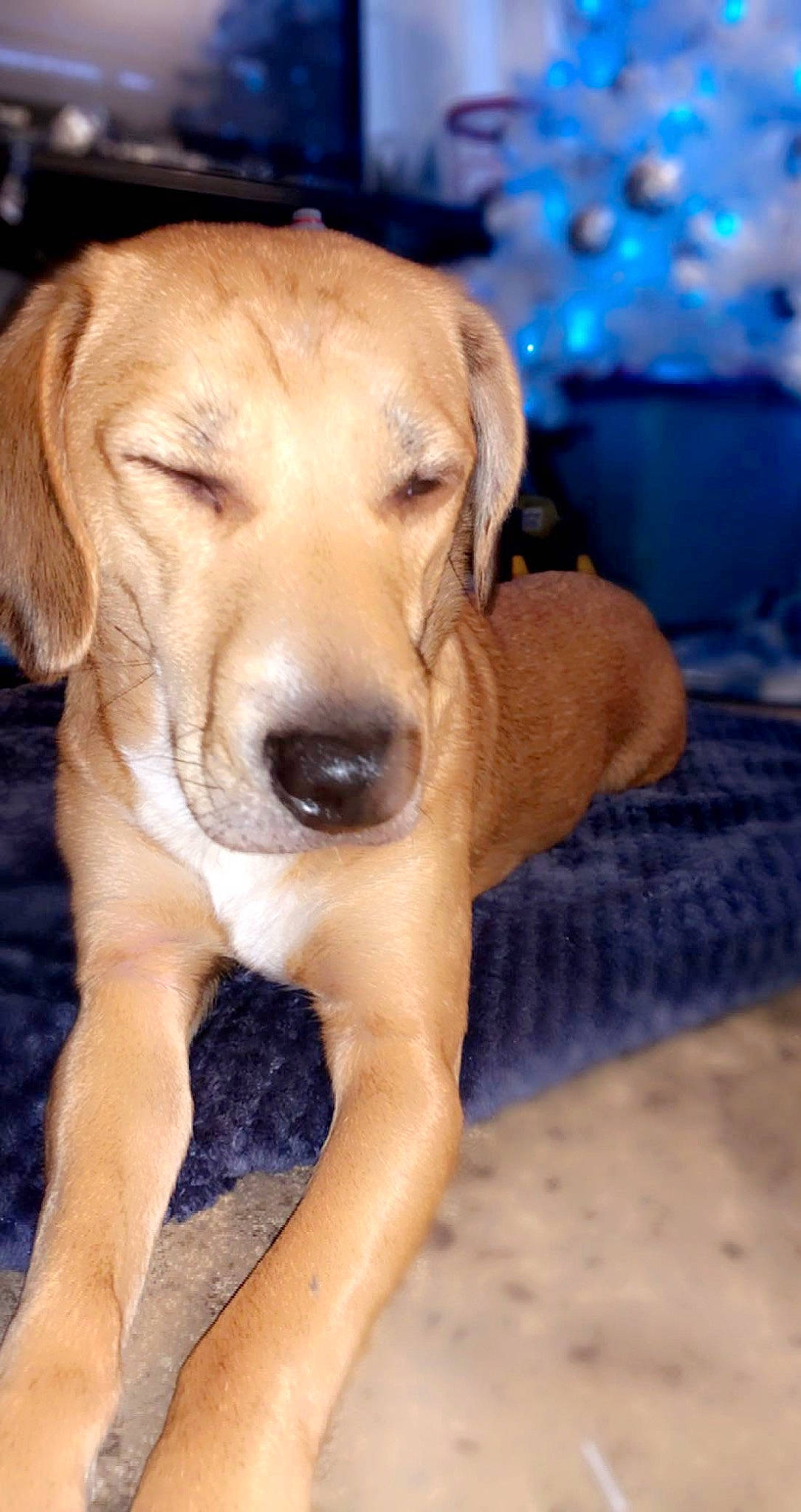 Lou joined the competition — help win amazing prizes! blue, canidae, carnivore, companion_dog, dog, dog_breed, ear, event, eye, fawn, fur, gun_dog, head, labrador_retriever, puppy, snout, sporting_group, terrestrial_animal, whiskers, working_animal