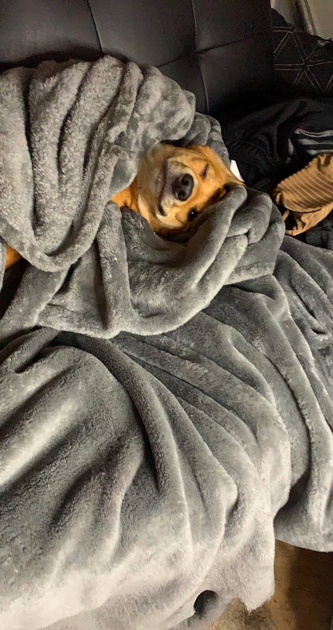 Lou joined the competition — help win amazing prizes! art, bed_sheet, bedding, brown, carving, comfort, feather, fur, grey, linens, metal, monument, pattern, rock, sculpture, silk, statue, visual_arts, wood, wrinkle