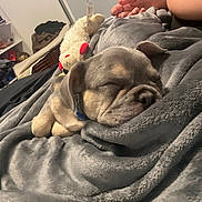 Tank is registered to the contest to win money with this photo: puppy, dog, sleeping, blanket, stuffed_toy, bedroom, cozy, gray, soft, resting, hand, indoors, pet, cute, relaxed, furniture, comfort, home, animal, nap