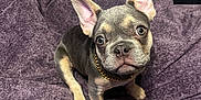 Tank is registered to the contest to win money with this photo: puppy, dog, french_bulldog, pet, canine, ears, collar, chain, blanket, purple, fur, cute, animal, indoor, young, sitting, looking_up, adorable, small, companion