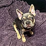 puppy, dog, french_bulldog, pet, canine, ears, collar, chain, blanket, purple, fur, cute, animal, indoor, young, sitting, looking_up, adorable, small, companion