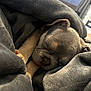 Tank is registered to the contest to win money with this photo: puppy, dog, sleeping, blanket, cozy, fur, close_up, indoor, cute, pet, nap, resting, soft, warm, adorable, young, animal, peaceful, snuggled, comfort