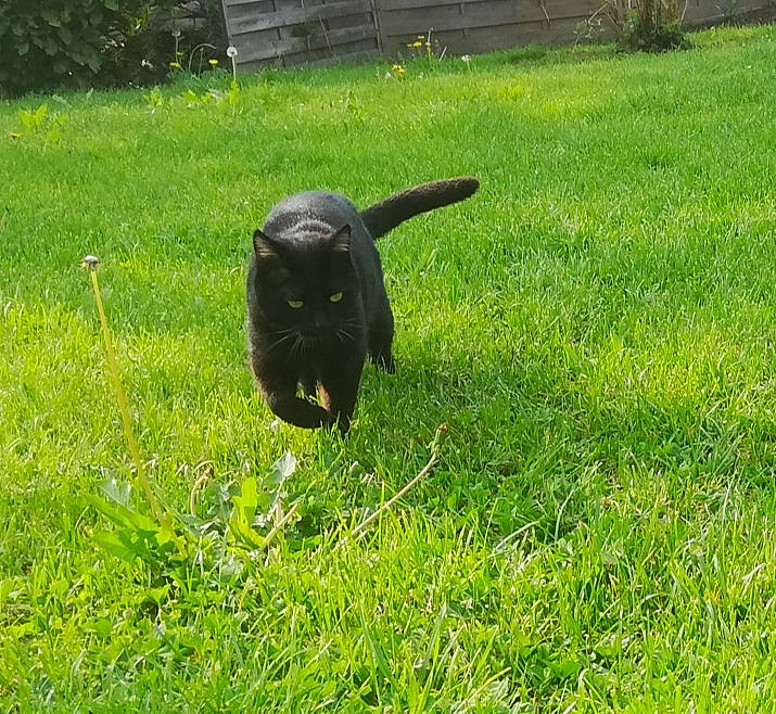 Scoubie participe au concours pour gagner de l'argent avec cette photo : canidae, carnivore, dog, dog_breed, flat_coated_retriever, grass, labrador_retriever, lawn, meadow, pasture, plant, sporting_group