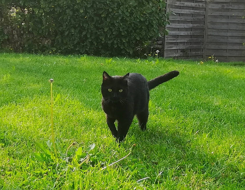 Scoubie participe au concours pour gagner de l'argent avec cette photo : black_cat, bombay, canidae, carnivore, cat, dog_breed, domestic_short_haired_cat, felidae, grass, lawn, mammal, meadow, plant, schipperke, small_to_medium_sized_cats, sporting_group, tail, vertebrate