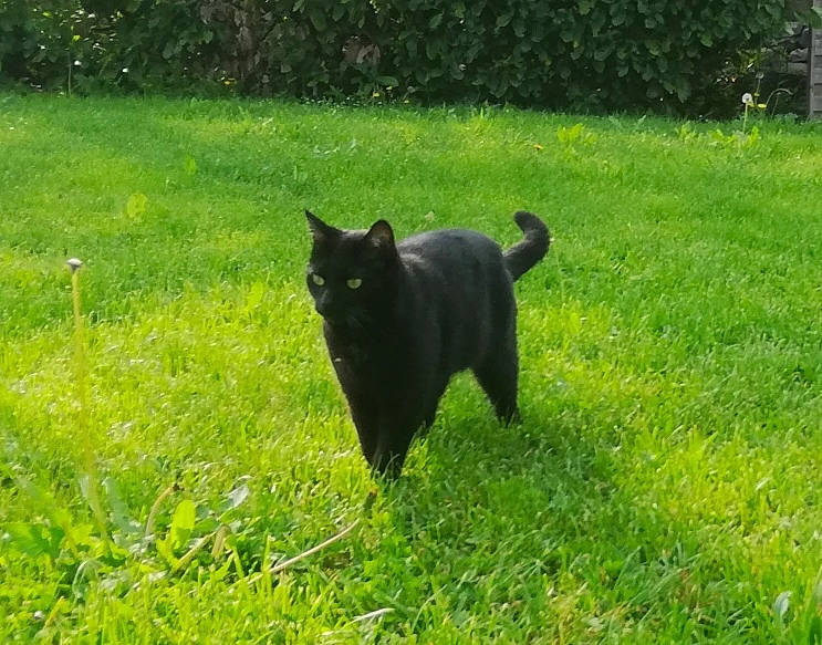 Scoubie a rejoint le concours — aidez-le/la à gagner de superbes lots ! black_cat, black_norwegian_elkhound, bombay, canidae, carnivore, cat, dog, dog_breed, domestic_short_haired_cat, felidae, grass, lawn, mammal, non_sporting_group, plant, schipperke, small_to_medium_sized_cats, sporting_group, tail, vertebrate