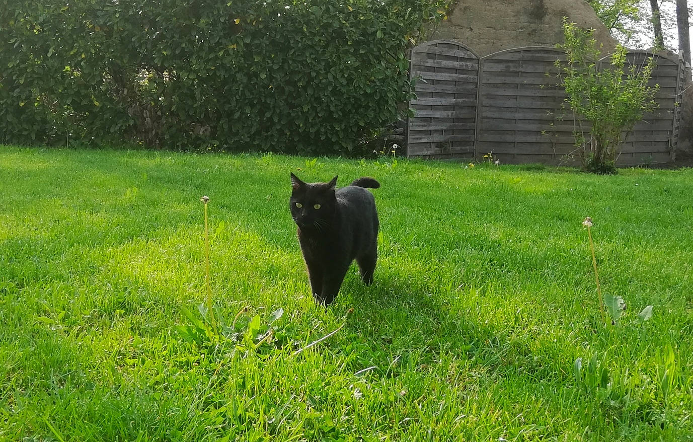 Scoubie participe au concours pour gagner de l'argent avec cette photo : bovine, canidae, carnivore, dog_breed, fodder, grass, grass_family, grassland, grazing, green, landscape, lawn, meadow, non_sporting_group, pasture, plant, schipperke, sporting_group, tail, yard