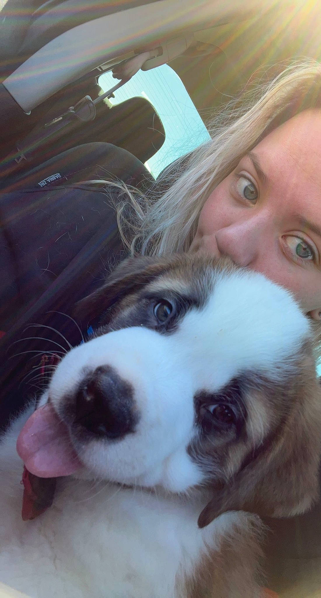 Chubbs joined the competition — help win amazing prizes! car, carnivore, companion_dog, dog, dog_breed, ear, eye, eyewear, facial_expression, fawn, hair, happy, iris, jaw, nose, skin, snout, sporting_group, vehicle_door, whiskers