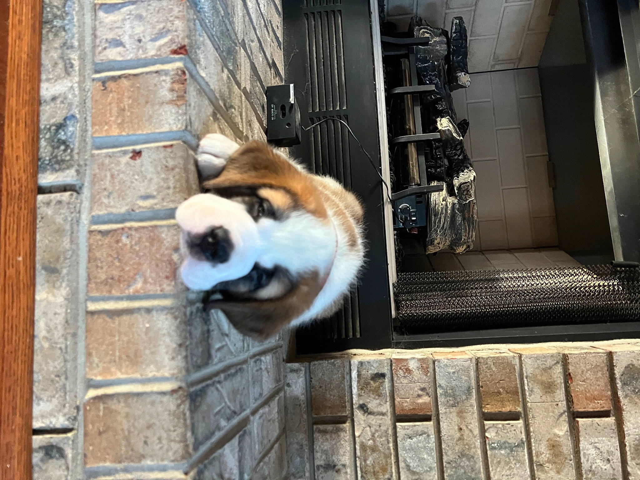 Chubbs joined the competition — help win amazing prizes! bear, brick, brickwork, carnivore, companion_dog, dog_breed, fawn, felidae, fur, metal, natural_material, panda, red_panda, snout, tail, terrestrial_animal, whiskers, wildlife, window, wood