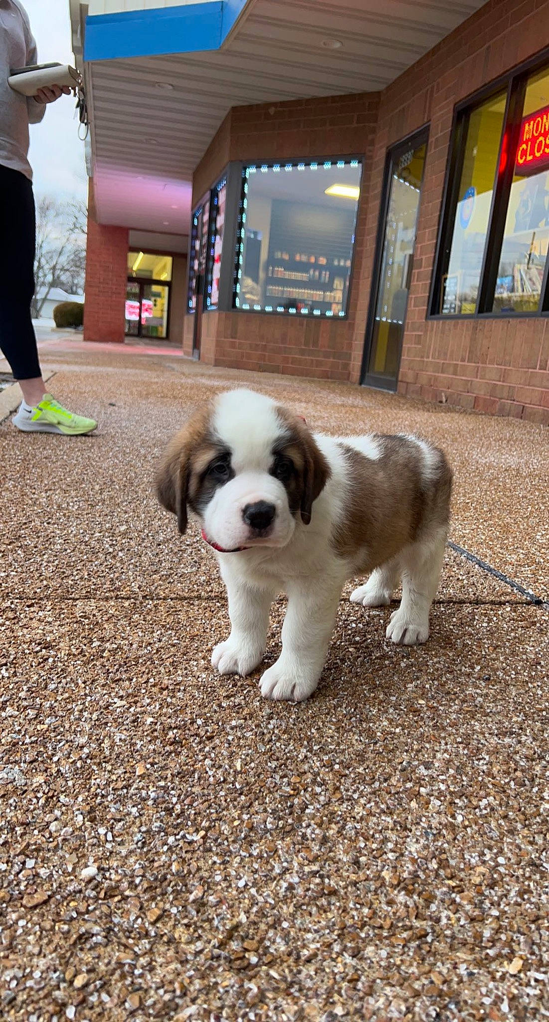 Chubbs is registered to the contest to win money with this photo: building, canidae, carnivore, companion_dog, dog, dog_breed, fawn, flooring, fur, grass, leash, non_sporting_group, road_surface, snout, soil, sporting_group, tail, toy_dog, working_animal, working_dog
