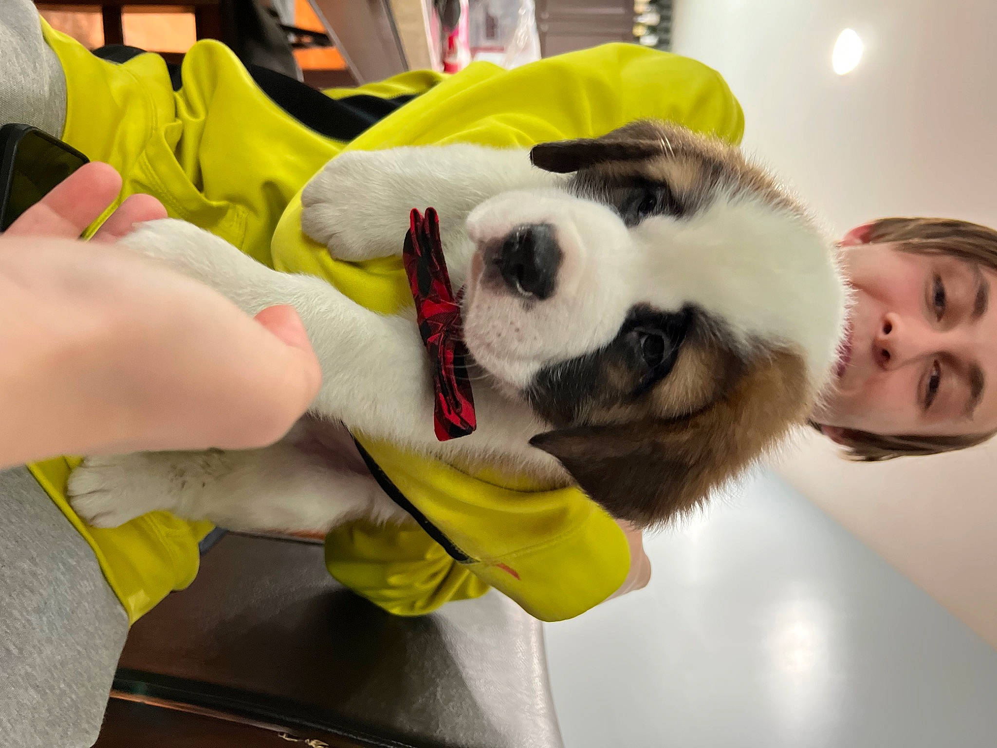 Chubbs is registered to the contest to win money with this photo: abdomen, carnivore, companion_dog, costume, dog_breed, eye, fawn, felidae, fur, jaw, panda, plush, room, shorts, snout, stuffed_toy, thigh, toy, wrist, yellow
