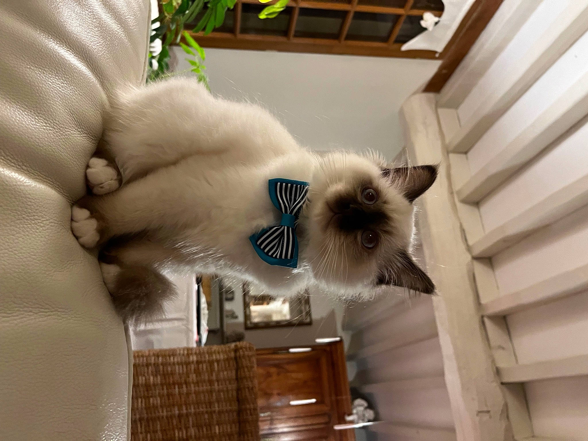 Smoky participe au concours pour gagner de l'argent avec cette photo : balinese, birman, carnivore, cat, companion_dog, domestic_short_haired_cat, fawn, felidae, fur, mammal, paw, ragdoll, siamese, small_to_medium_sized_cats, snout, tail, thai, tonkinese, whiskers, wood