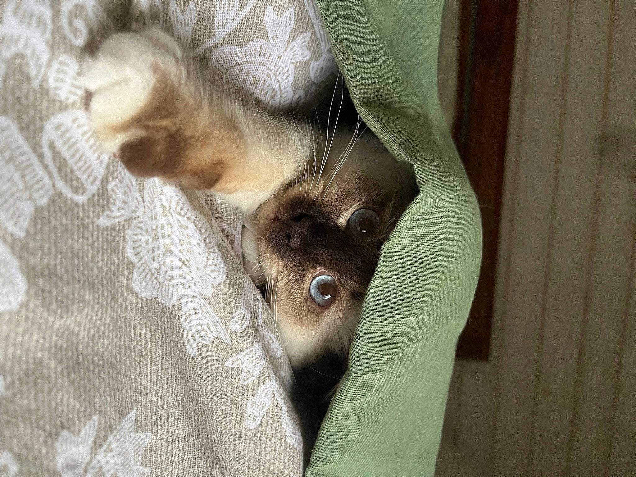 Smoky a rejoint le concours — aidez-le/la à gagner de superbes lots ! canidae, carnivore, cat, claw, comfort, companion_dog, dog_breed, domestic_short_haired_cat, fawn, felidae, fur, grey, linens, paw, small_to_medium_sized_cats, sporting_group, tail, whiskers, wood, working_animal