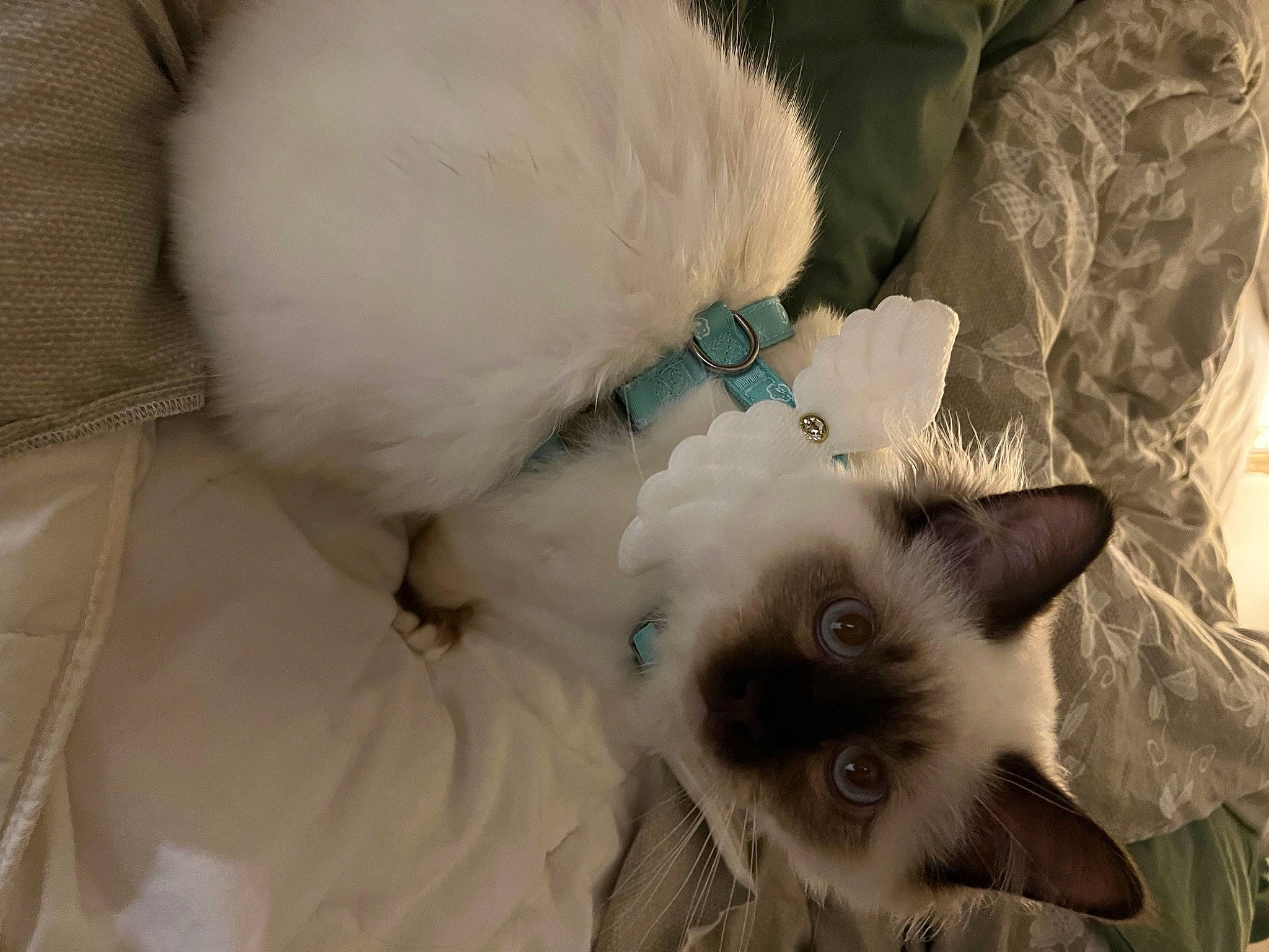 Smoky participe au concours pour gagner de l'argent avec cette photo : balinese, birman, carnivore, cat, cat_bed, cat_supply, comfort, fawn, felidae, fur, paw, siamese, small_to_medium_sized_cats, snout, tail, thai, whiskers, white