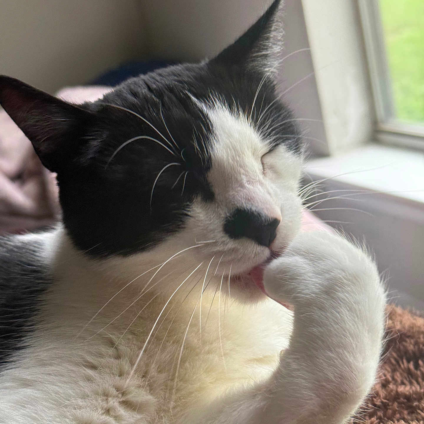 Cosmo joined the competition — help win amazing prizes! animal, black_and_white, cat, closeup, cozy, cute, domestic_cat, feline, fur, grooming, indoor, licking, natural_light, paw, pet, relaxed, resting, sleepy, whiskers, window